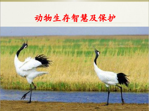 家长进课堂“动物生存智慧及保护”