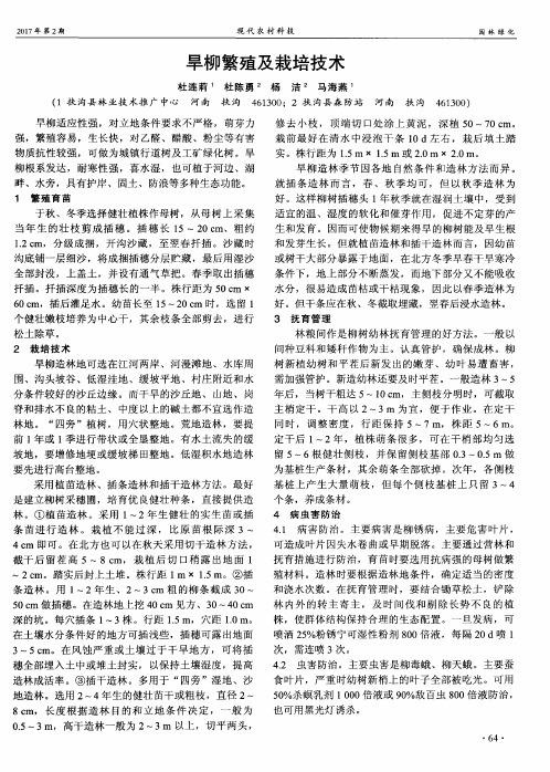 旱柳繁殖及栽培技术