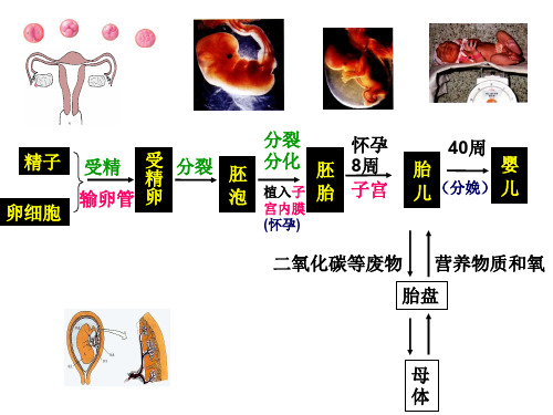 初中生物  消化、呼吸、循环、泌尿、神经、视觉复习 人教版精品课件