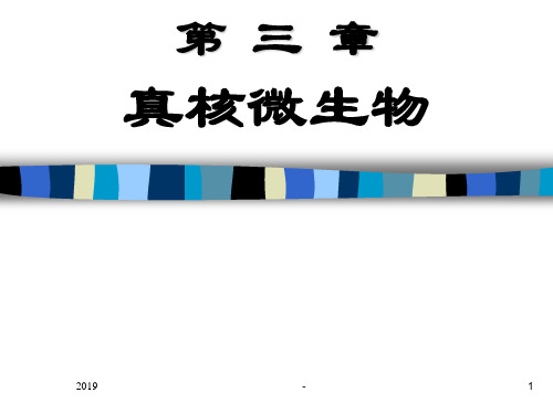 真核微生物ppt课件