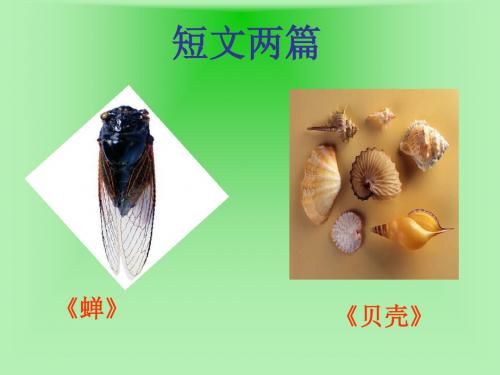 短文两篇《蝉》《贝壳》ppt课件(30页)