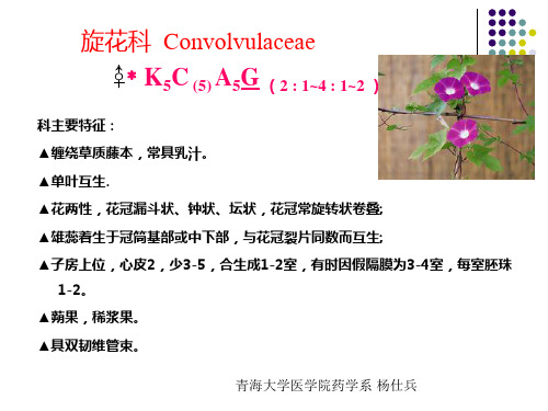 紫草科-旋花科-马鞭草科-唇形科-茄科