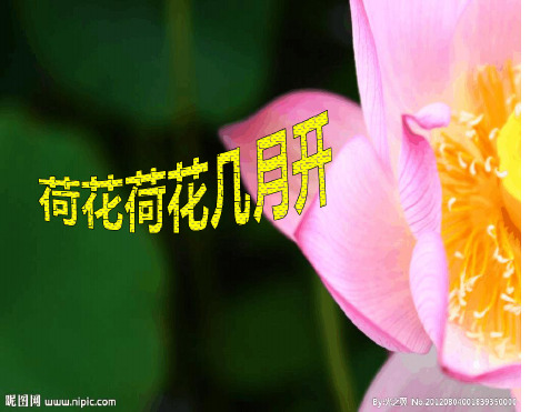 幼教幼儿园优秀PPT课件-荷花荷花几月开PPT-荷花荷花几月开