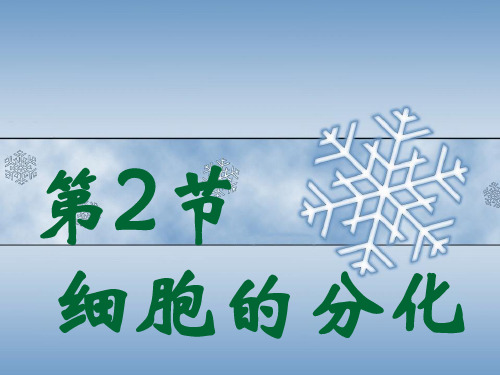 新课标人教版生物必修一第六章 第二节   细胞的分化课件