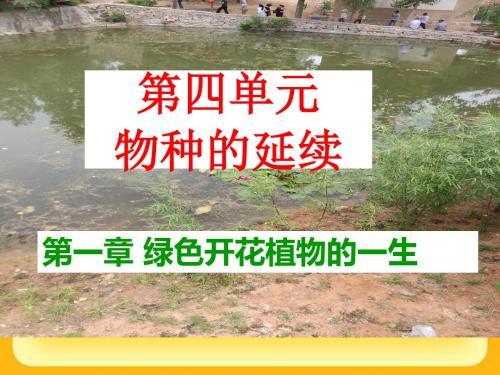 【初中生物】芽的类型和结构PPT课件3