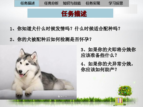 犬的繁育ppt课件
