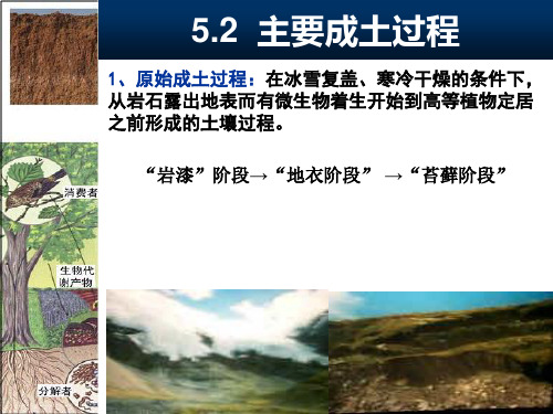 主要成土过程共39页