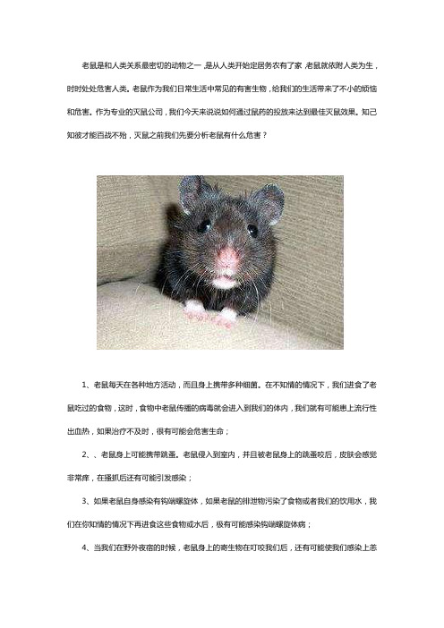 灭鼠公司用鼠药灭鼠效果好吗