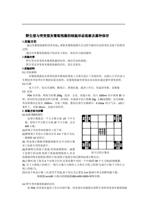 灰葡萄孢菌的细胞形态观察及菌种保存