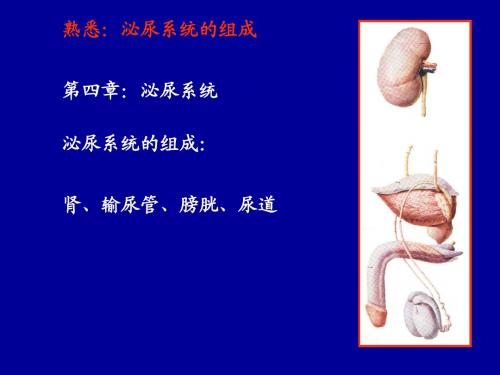 泌尿系统、生殖系统、腹膜