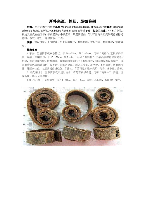 厚朴来源、性状、显微鉴别