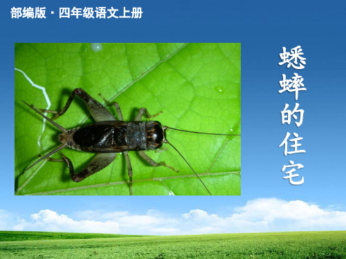 新版人教部编版四年级语文上册第11课《蟋蟀的住宅》ppt公开课精品课件