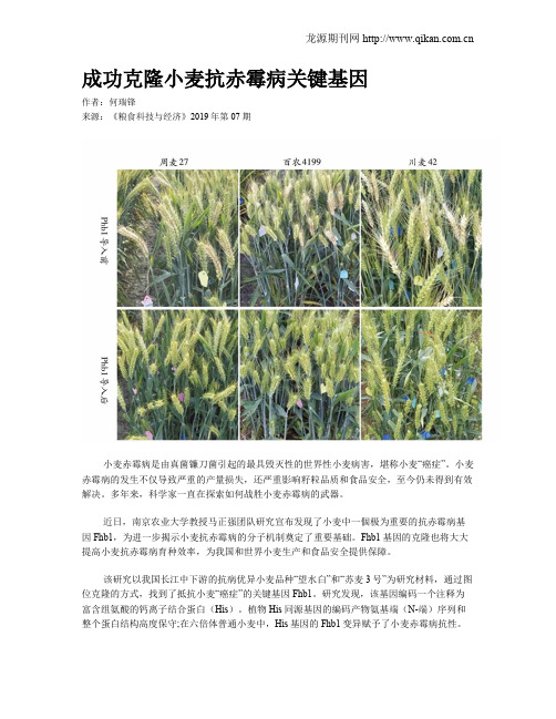 成功克隆小麦抗赤霉病关键基因