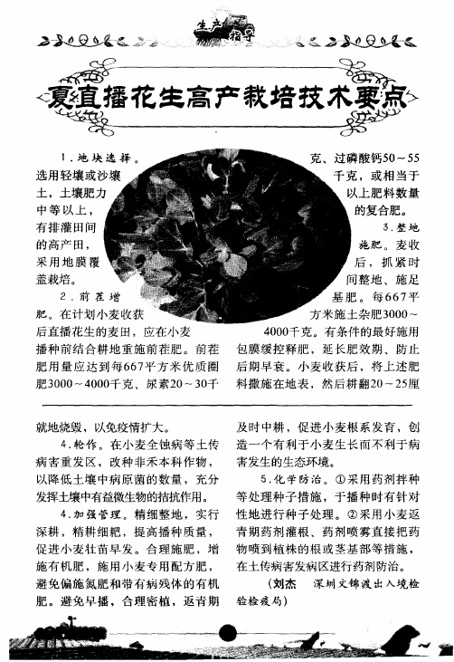 夏直播花生高产栽培技术要点