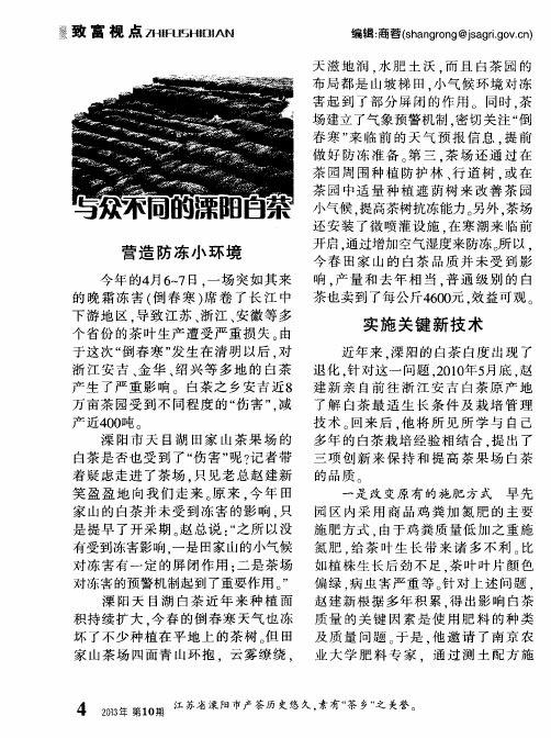 与众不同的溧阳白茶