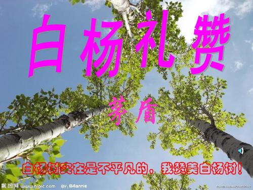 5.白杨礼赞第二课时课件
