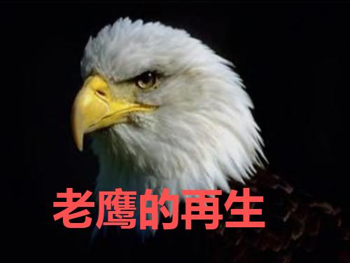 老鹰再生的故事