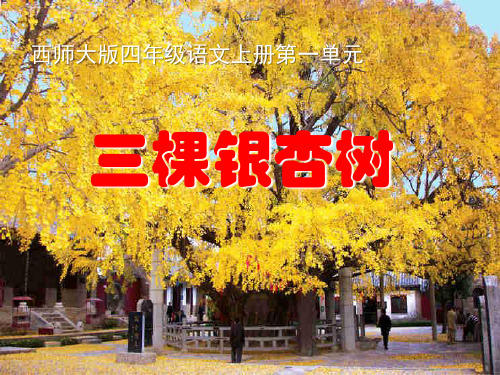 《三棵银杏树》ppt课件(7篇)