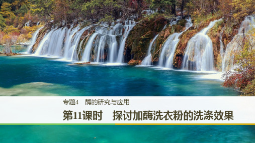 高二人教版生物选修一课件：4.2 探讨加酶洗衣粉的洗涤效果