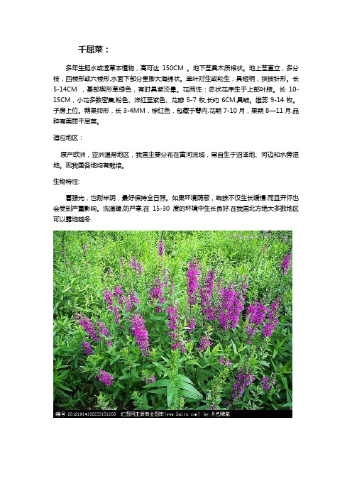 北方常用水生植物和花卉