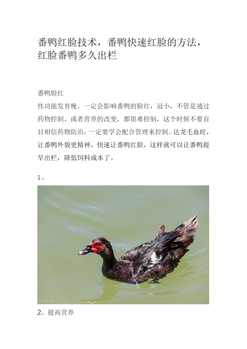 番鸭红脸技术,番鸭快速红脸的方法,红脸番鸭多久出栏