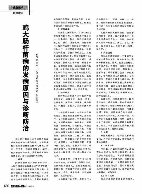 鸡大肠杆菌病的发病原因与诊断防治
