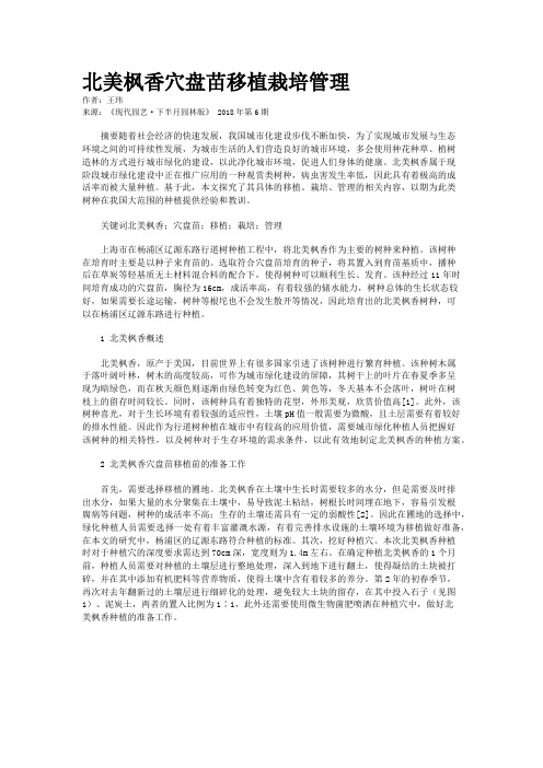 北美枫香穴盘苗移植栽培管理 