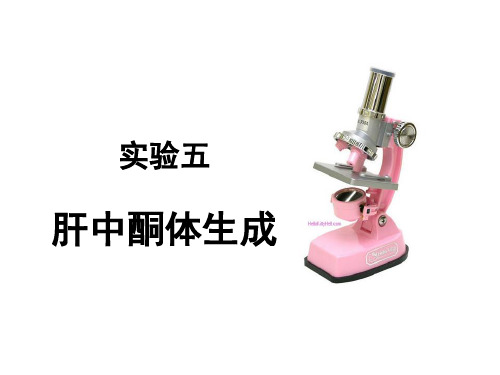 实验5：肝中酮体的生成(1071)