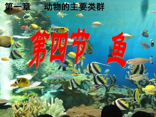 八年级上册生物第四单元第一章第四节鱼