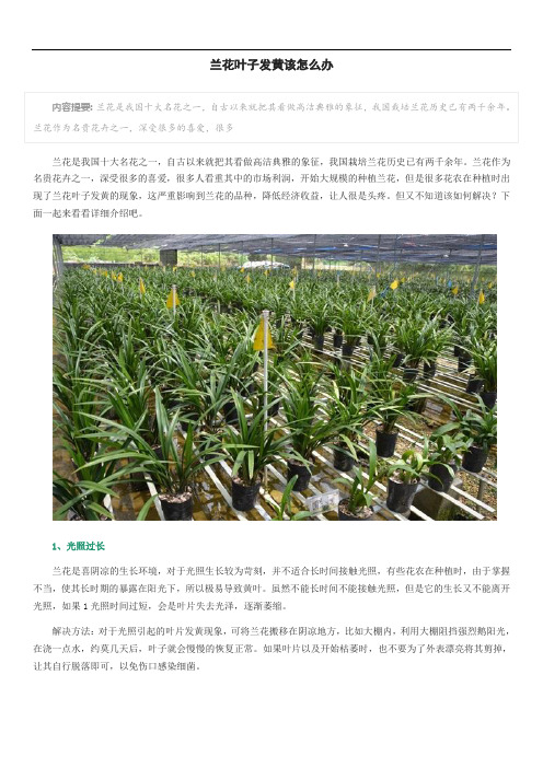 兰花叶子发黄该怎么办