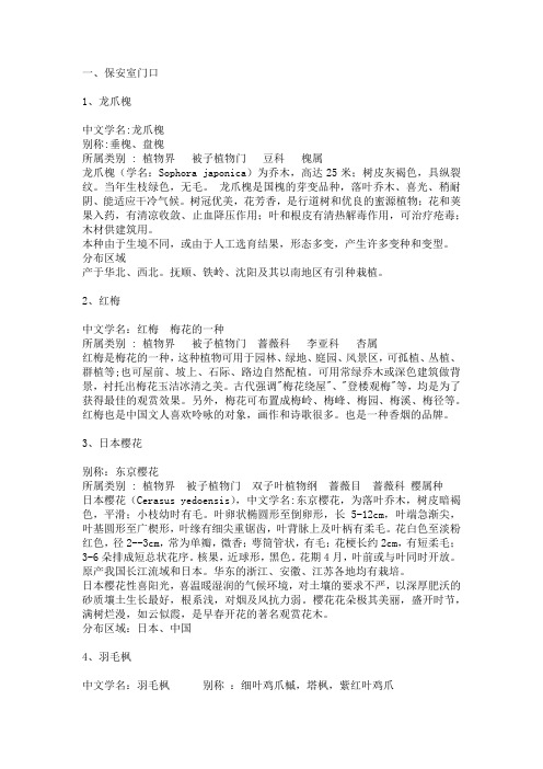 龙爪槐