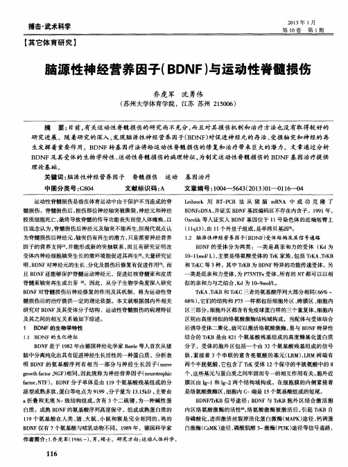 脑源性神经营养因子(BDNF)与运动性脊髓损伤