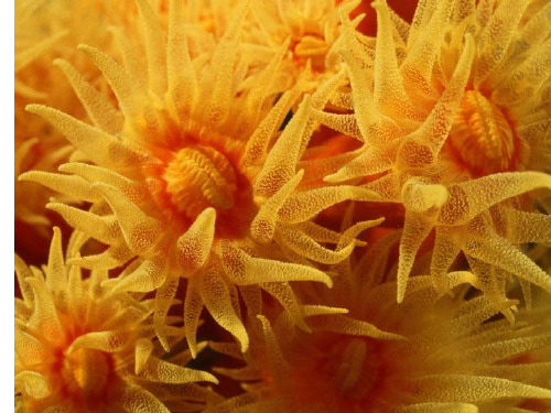 冀少版生物七年级上册 1.4.2 腔肠动物和扁形动物 课件 (3)