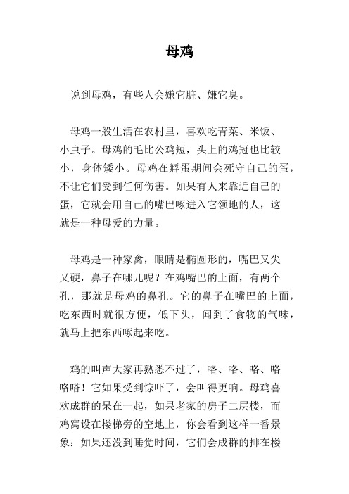 母鸡