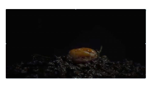 人教版生物七年级上册 3.1第二节第1课时种子的结构