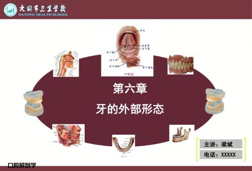 第六章牙的外部形态