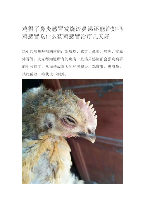 鸡得了鼻炎感冒发烧流鼻涕还能治好吗鸡感冒吃什么药鸡感冒治疗几天好
