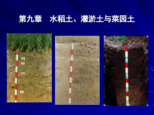 09水稻土、灌淤土与菜园土(人为土纲)
