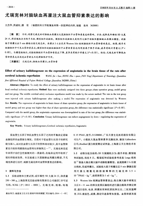 尤瑞克林对脑缺血再灌注大鼠血管抑素表达的影响
