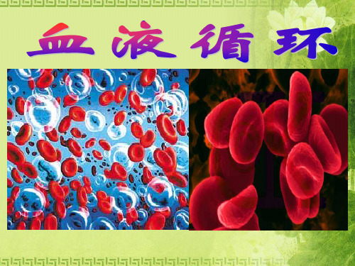 北京中考生物复习ppt(16份) 人教版12