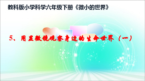 六年级下册科学课件用显微镜观察身边的生命世界一教科版