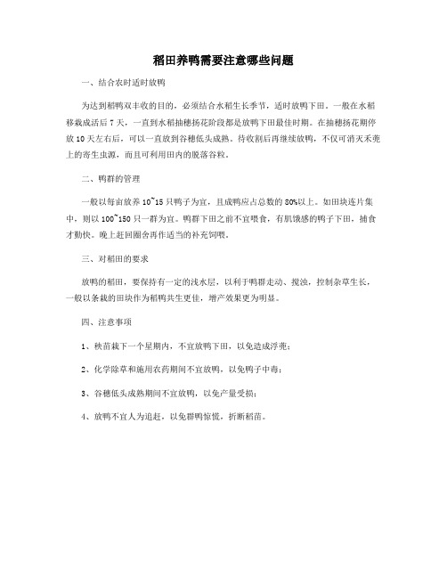 稻田养鸭需要注意哪些问题