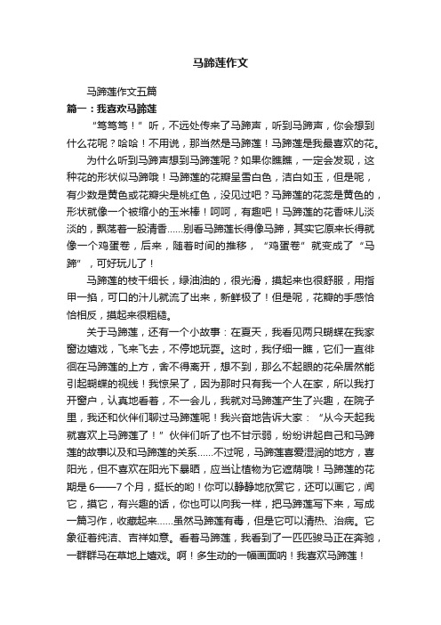 马蹄莲作文