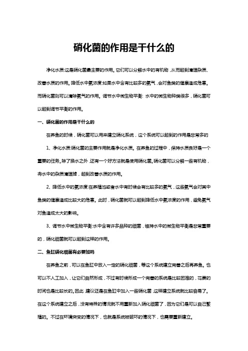 硝化菌的作用是干什么的