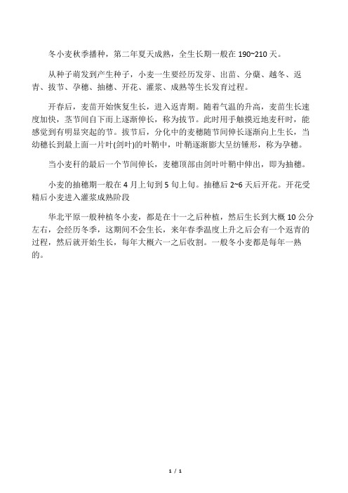 小麦的生长过程