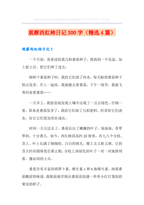 观察西红柿日记300字(精选4篇)