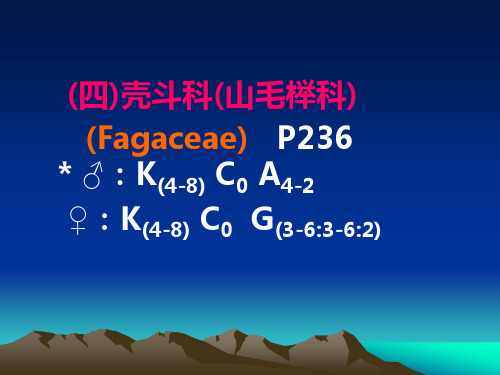 壳斗科山毛榉科FagaceaeP236