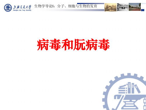 病毒和朊病毒ppt课件