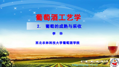 葡萄的成熟与采收