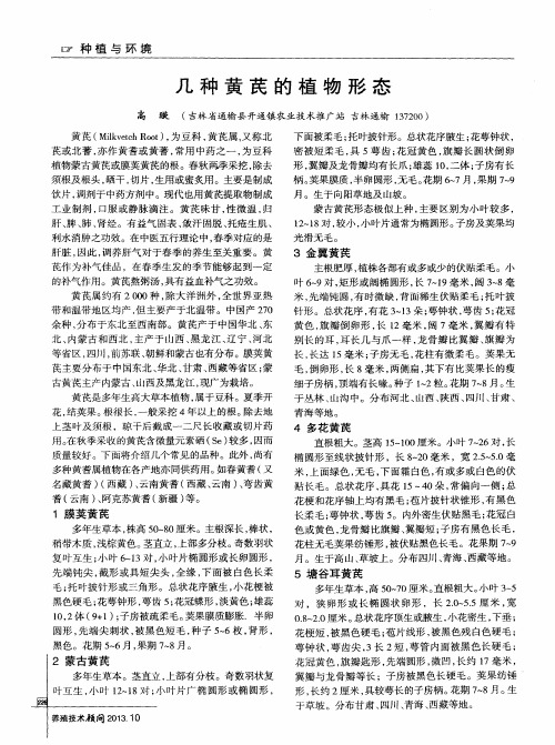 几种黄芪的植物形态